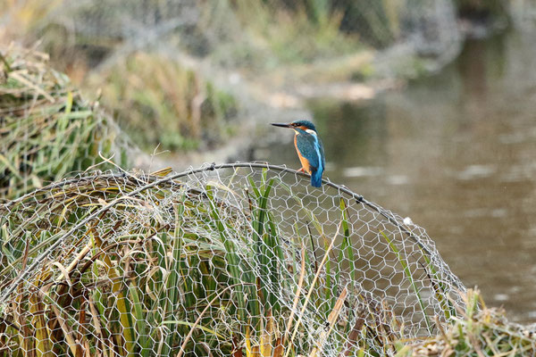 Eisvogel auf der Barriere am Südende des Teichs