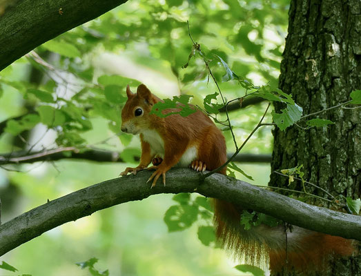 Ein typisches "Sommer-Eichhörnchen" ohne die im Winter üblichen Haarbüschel auf den Ohren. (© Stefan Schütz)