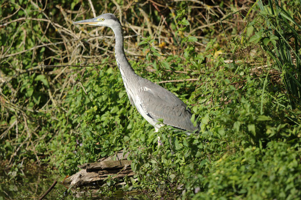 Fischer ohne Lizenz im Ufergebüsch