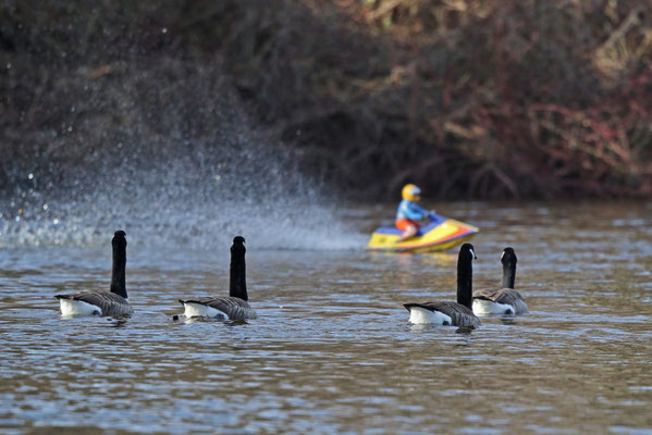 Kein ideales Schauspiel für Gänse