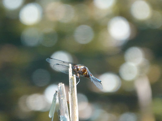 Plattbauch (© Carsten Strahl)