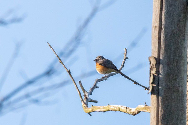 Männlicher Gartenrotschwanz (© Lukas Schreiber)