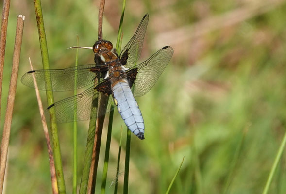 Plattbauch (© Carsten Strahl)
