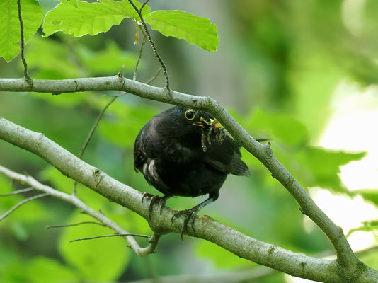 Amsel (© Stefan Schütz)