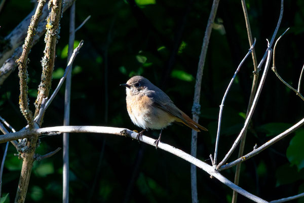 Ein Rotschwanzweibchen mit gemischten Merkmalen von Haus- und Gartenrotschwanz (© Lukas Schreiber)