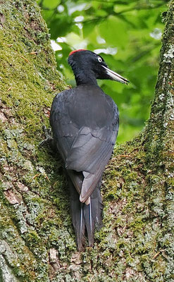 Schwarzspecht (© Stefan Schütz)