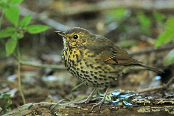 Singdrossel im dunklen Unterholz