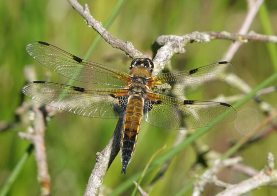 Vierfleck (© Carsten Strahl)