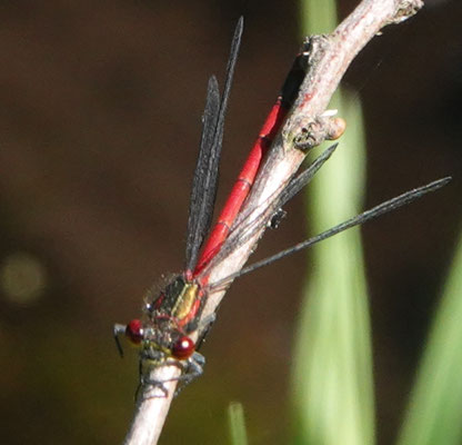 Frühe Adonislibelle (© Carsten Strahl)