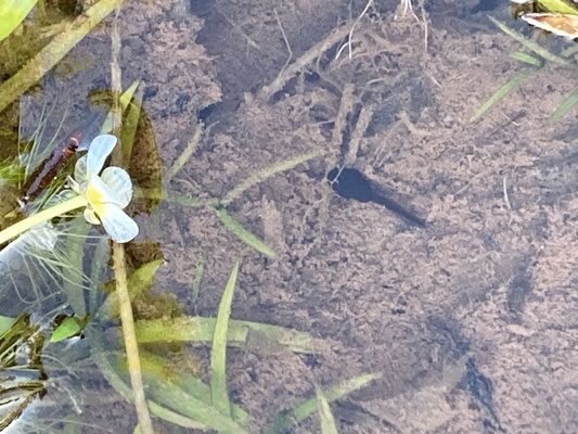 Erdkrötenquappe (© Kirstin Nieswandt)