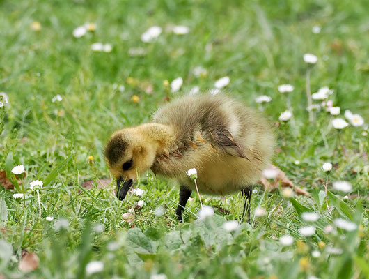 Entenküken (© Stefan Schütz)