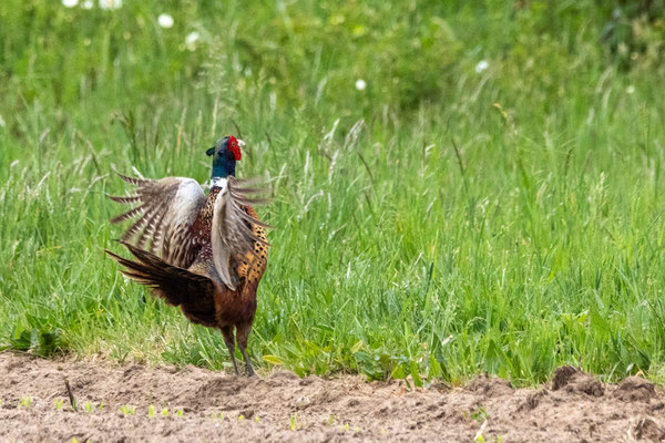 Jagdfasan (© Dirk Schreiber)