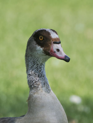 Nilgans