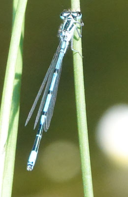 Azurjungfer (© Carsten Strahl)