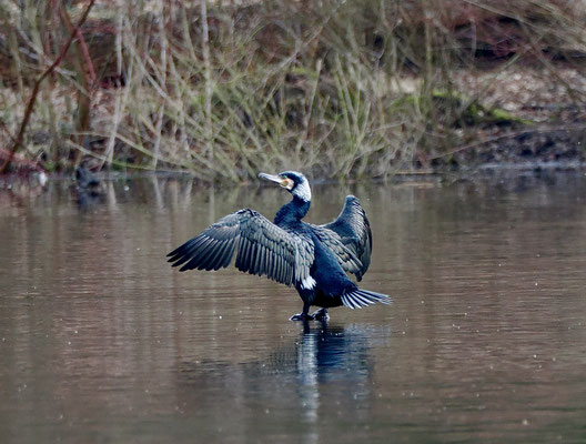 Kormoran