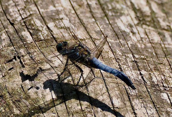Männlicher Plattbauch (© Stefan Schütz)