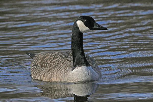 Erst seit kurzem wieder da: Kanadagans