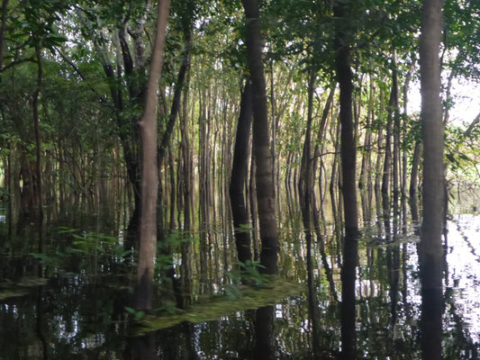 Überflutete Waldgebiete