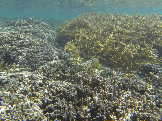 Korallengarten