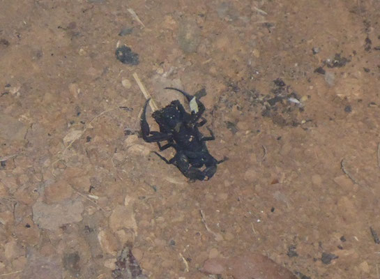 Schwarzer Skorpion