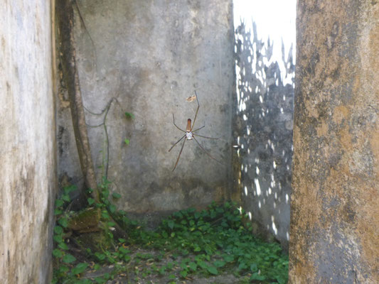 Eingänge von Spinnen bewacht