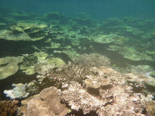 Unterwasserwelt in Taravai
