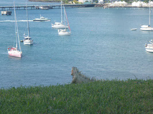 Iguana genießt den Ausblick