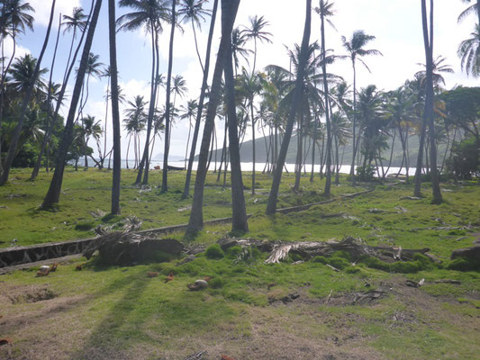 Palmenhain auf der Luvseite der Insel