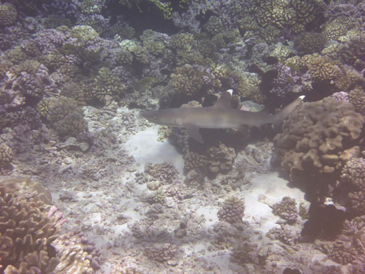 Weißspitzenriffhai