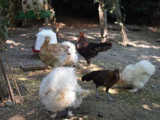 Zwergseidenhühner bunt gemischt mit Junghühnern anderer Rassen