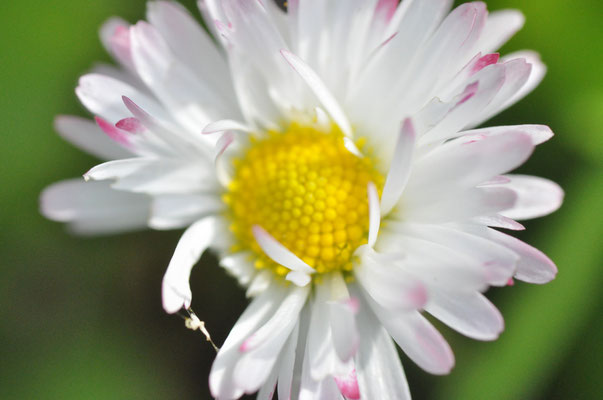 Gänseblümchen