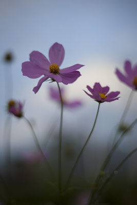 My garden used to be covered with cosmos in autumn.