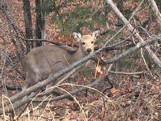 a young deer trapped around the foot by the local butcher. Her parents are out of sight.