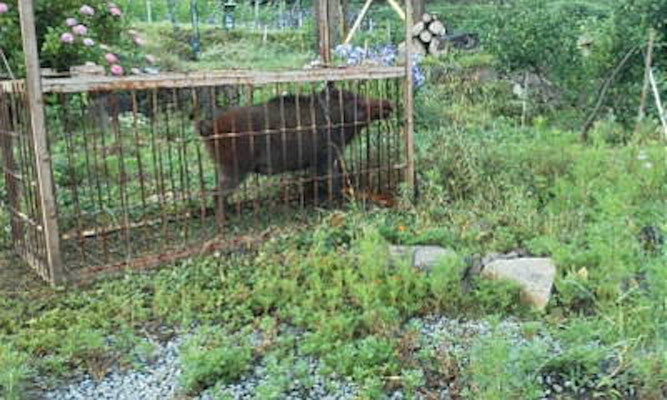 'Inoshishi', wild boar in my garden. She got mad and dashed against the bar in the cage to death.