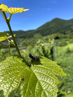a spider v.s. a Japanese beetle