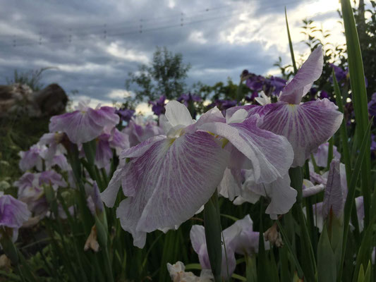 German Iris or Shobu or Ayame or ... What's the difference?