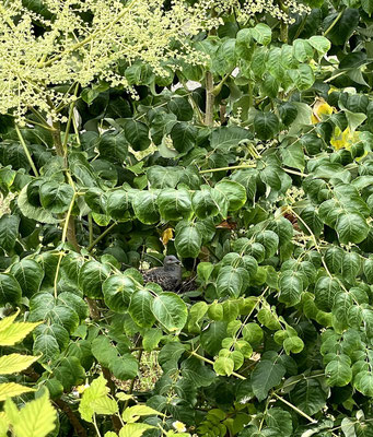 a turtle dove build a nest in the Tara tree, which has spiky trunks. To protect from snakes?