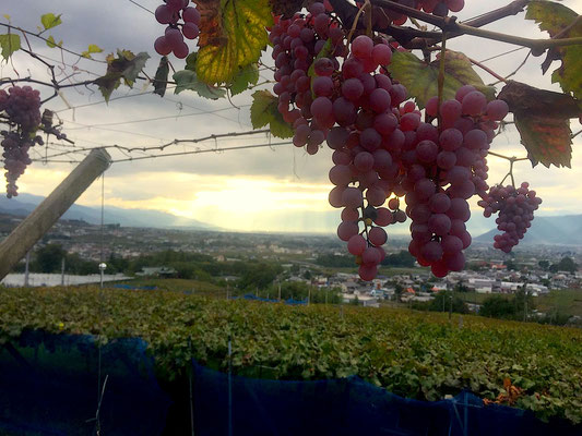 Koshu in Toriibira