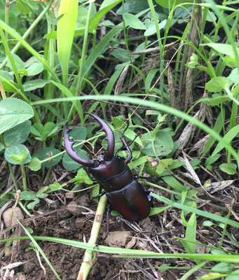 rarely see this kind of insect these days