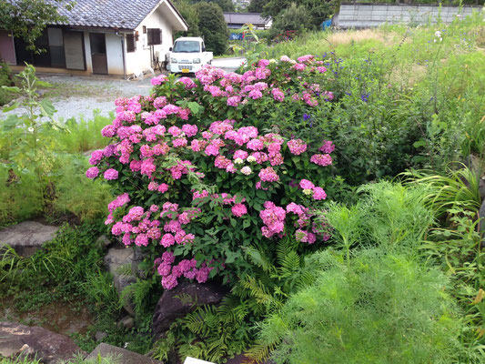 The best  for hydrangeas several years ago. Not now, sorry.