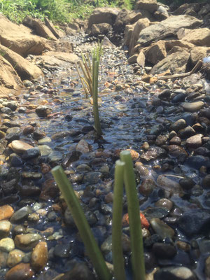 I tried to grow wasabi or horseradish in vain.
