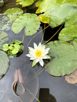 water lily finally but very short flowering 