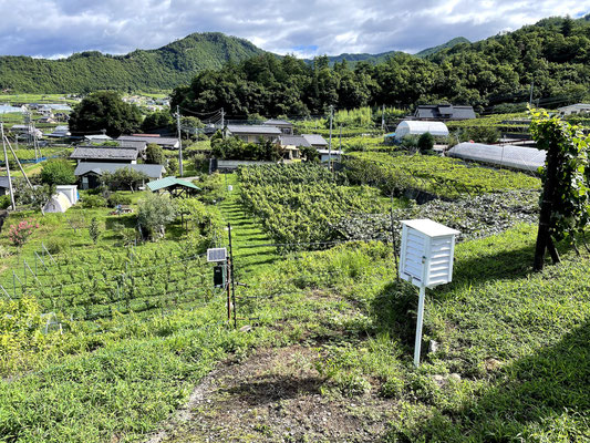 Vineyards around my house