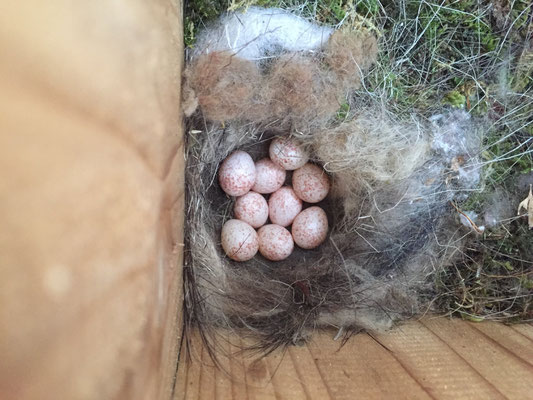 4/16:  Japanese Tit birds came back to the house this year.  7 eggs last year, and 9 eggs this year.