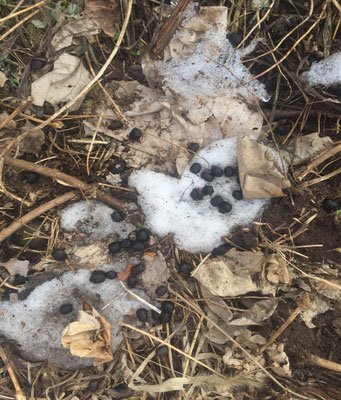 deer dung