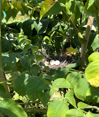 Seemingly two eggs were not hatched. The pieces of the shell were left on the ground. Someone's attack? 