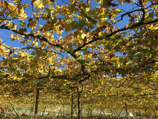 Delaware vineyard after harvest