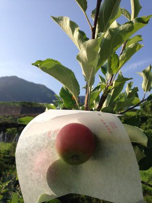 apple 'Tsugaru' . Good harvest in one year, nothing in another. 