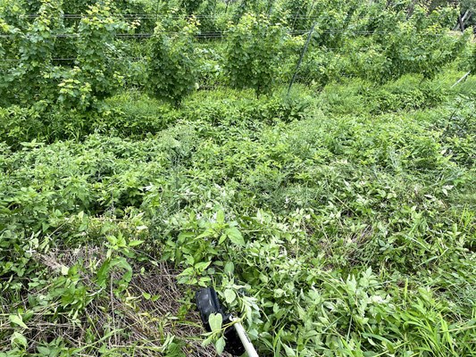 What is "agriculture"?- Grass cutting. No doubt!