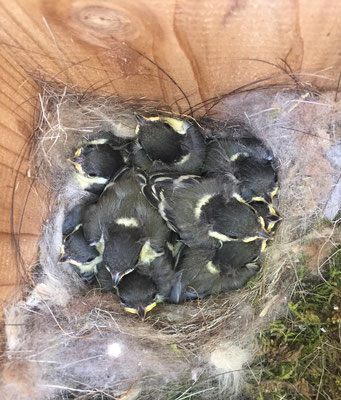 5/9: They live happily in dense house.   5/13 They all left the house.